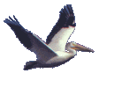 Birdman's avatar